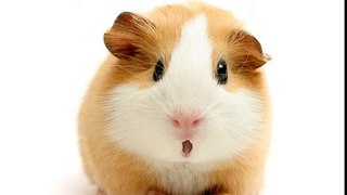 Happy Birthday! Funny Birthday Videos - Gary the Guinea Pig