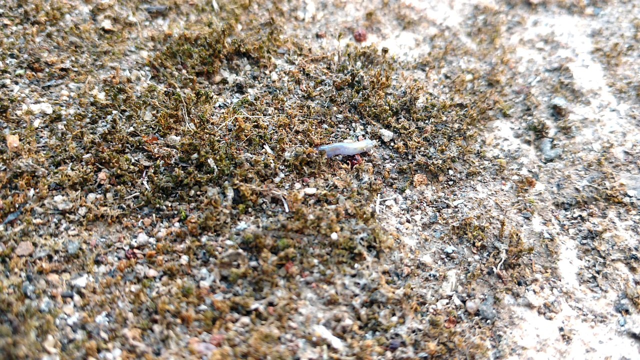 insects