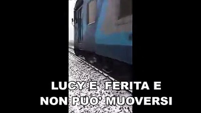 Questi cani sono inseparabili, nella vita e nella morte