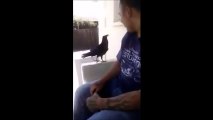 Un corbeau sorti de nulle part se pose à côté d'un mec et lui sort un 'Fuck you' de toute beauté