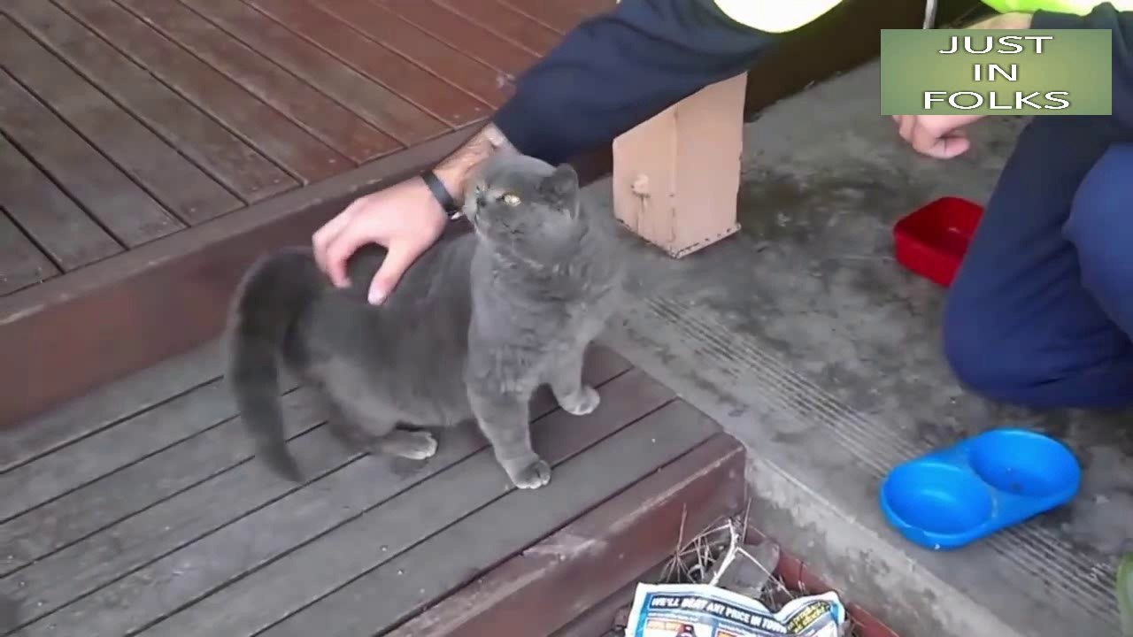 funny cats compilation 2017