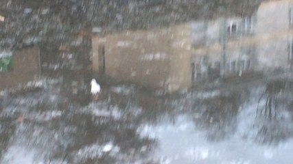 Vire: une mouette égarée marche sur l'eau à l'Écluse