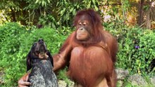 Éloquent et fascinant ! La terre entière devrait regarder cette vidéo animalière de 1 minute.