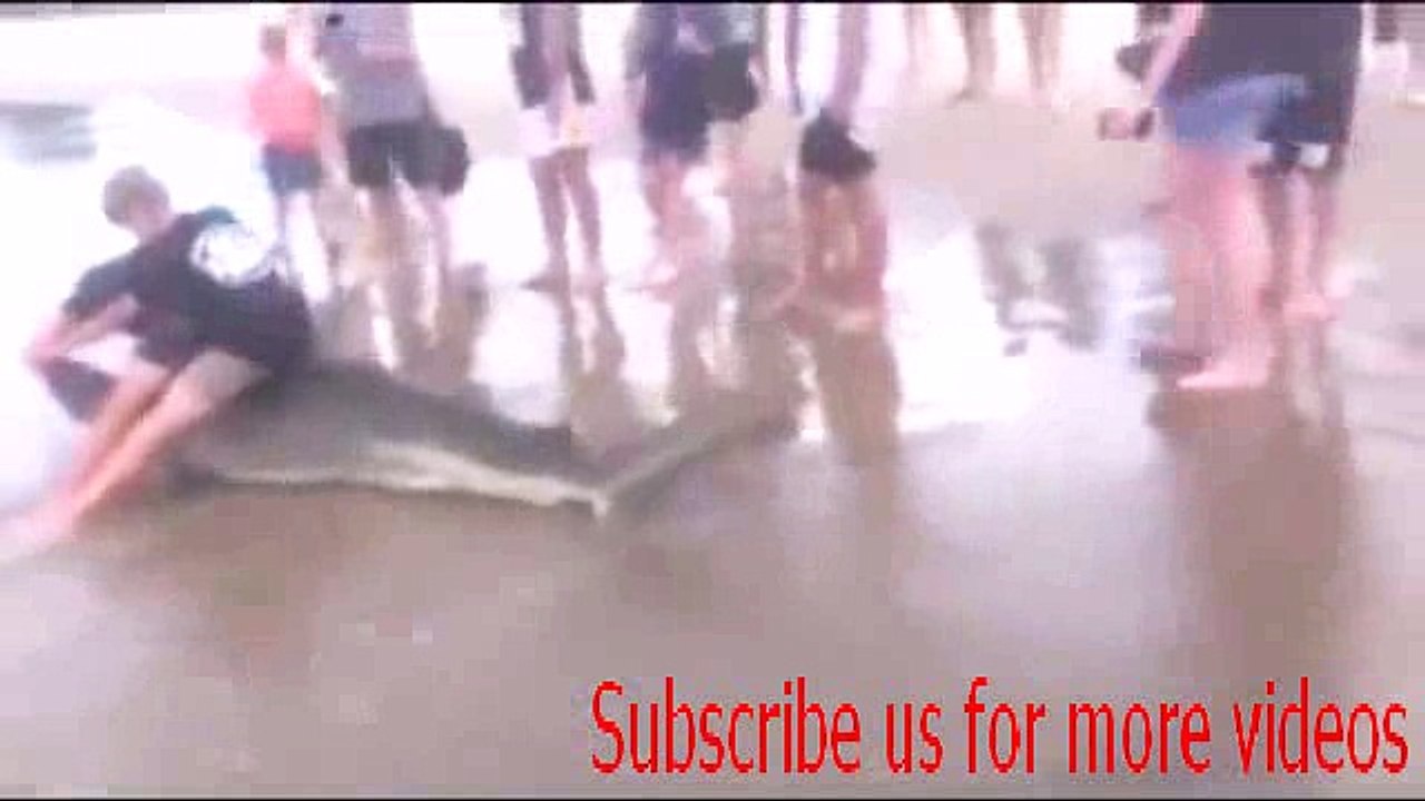 Teenagers reel in massive bronze whaler shark in New Zealand.most amazing video.