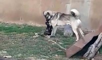 Kedi ile köpeğin kıskandıran dostluğuKedi ile köpeğin kıskandıran dostluğu