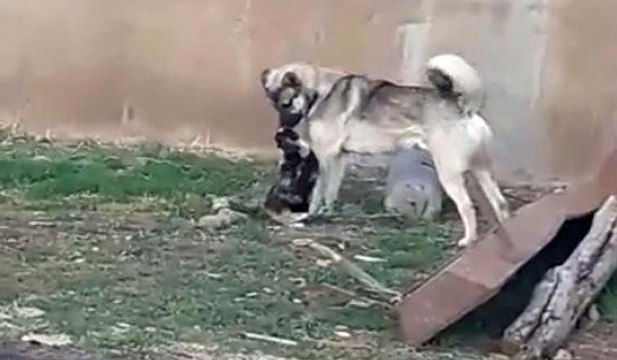 Kedi ile köpeğin kıskandıran dostluğuKedi ile köpeğin kıskandıran dostluğu