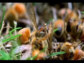 O Clube da Luta Animal - Disputa Assassina