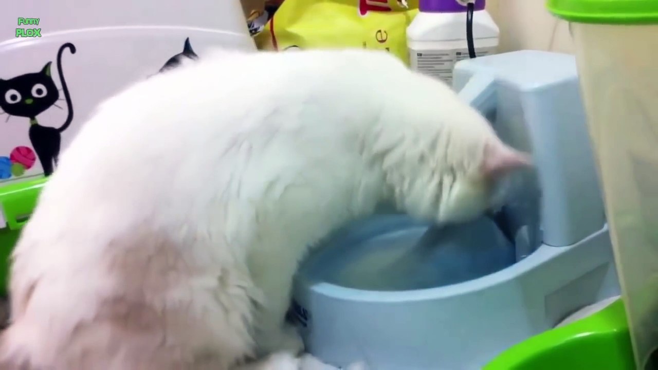 Chats Aiment L'Eau.
