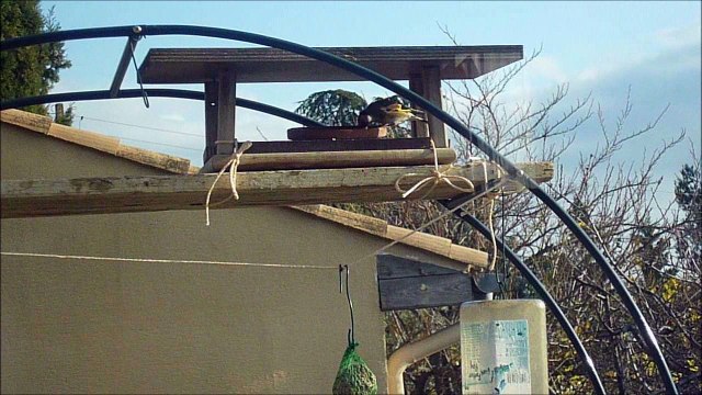 CHARDONNERETS ET MESANGES en DECEMBRE 2016