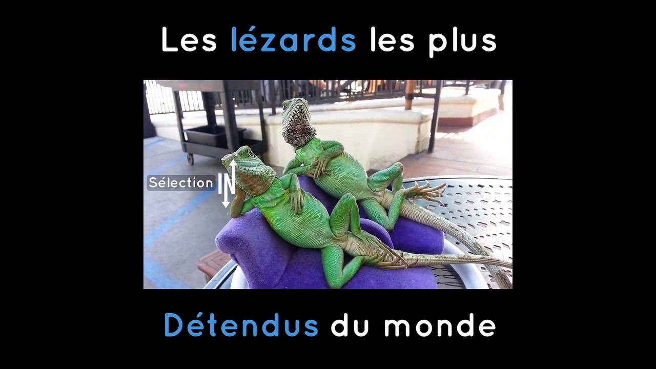 Deux lézards se reposent sur des petits canapés