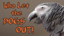 Parrot flawlessly sings 'Who Let The Dogs Out'