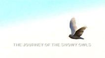 Зимняя сказка. Путешествие полярных сов / A winter's Tale: The Journey of the Snowy Owls, (2015)