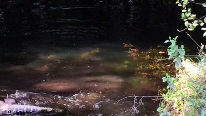 Combat épique entre un python et un alligator en Floride