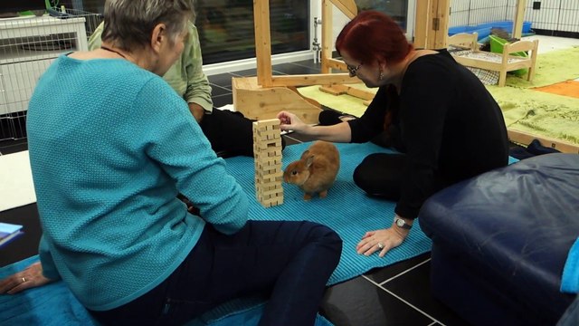 Ce lapin montre ses compétences de Jenga