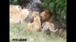 Lion vs Big Baboon vs Leopard vs Tiger Real Fight - Wild Animal Attacks #8