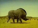 Nissin Cup-O-Noodle - Giant Warthog