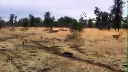 Lions fighting to death