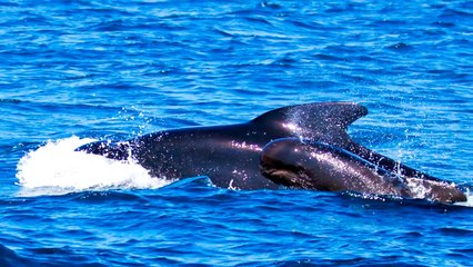 Die 10 unheimlichsten Dinge, die Kinder je gesagt haben (Creepy Kids) - Teil 5 _ MythenAkte-WVnnvUJ-yaY