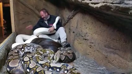 Crazy Jay Brewer #LivingTheDream with Pythons - الثعبان الابيض سبحان الله