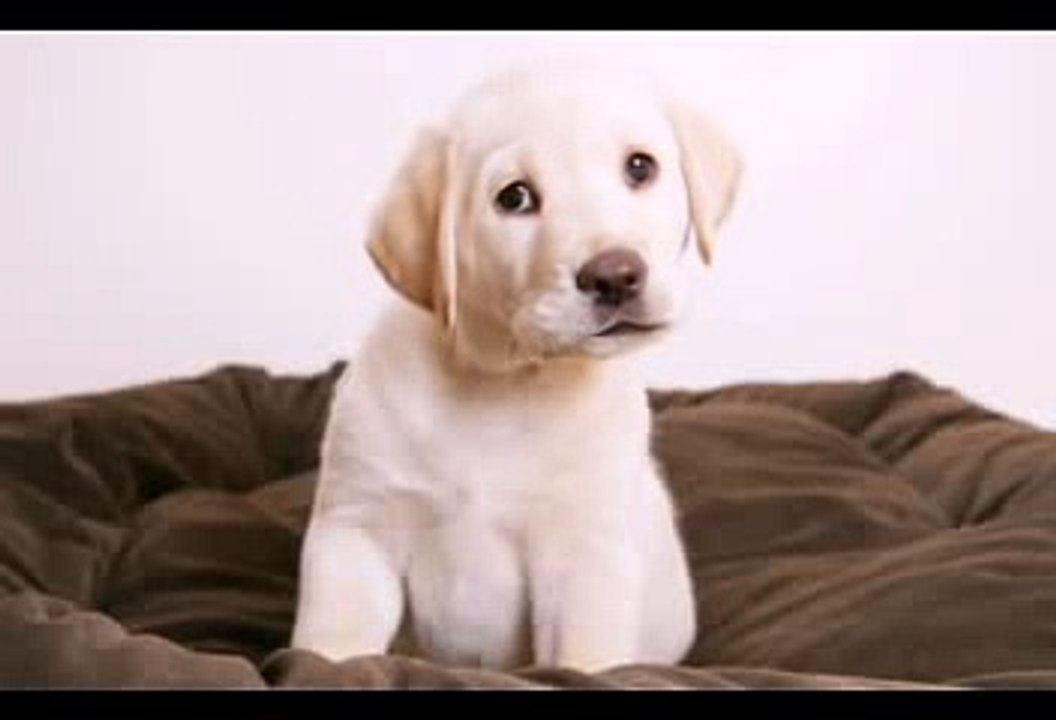 Happy Birthday to You - Molly the Lab[1]