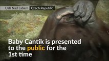 Czech zoo celebrates birth of baby orangutan
