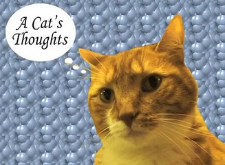 A Cat's Thoughts on Dry Food-MoyOC6n4Pt0