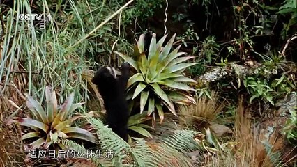 南美五猛兽——眼镜熊｜《魅力纪录》 2014.05.16｜CCTV-1