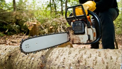 Brooke Run Trees (301) 298-8062