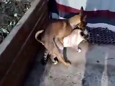 Dog Humps Cat - (Cat Likes It)