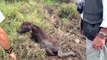 African Cape Buffalo Calf Abandoned After Being Attacked - South Africa