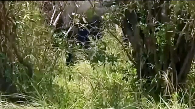 Animal Attack Buffaloes kill Lion cubs Buffaloes vs Lions Top ten10@attack