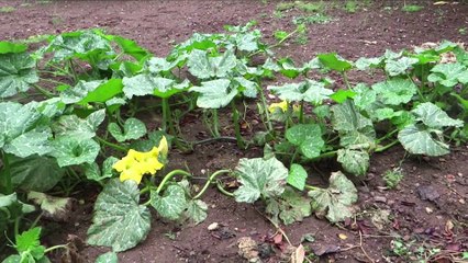 Aldeia da Espinheira