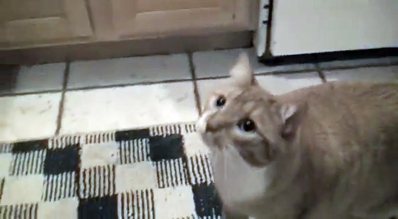 Ultimate Cat Tease Part 5 (Ultimate Dog Tease Parody)-G55QSFv38tQ