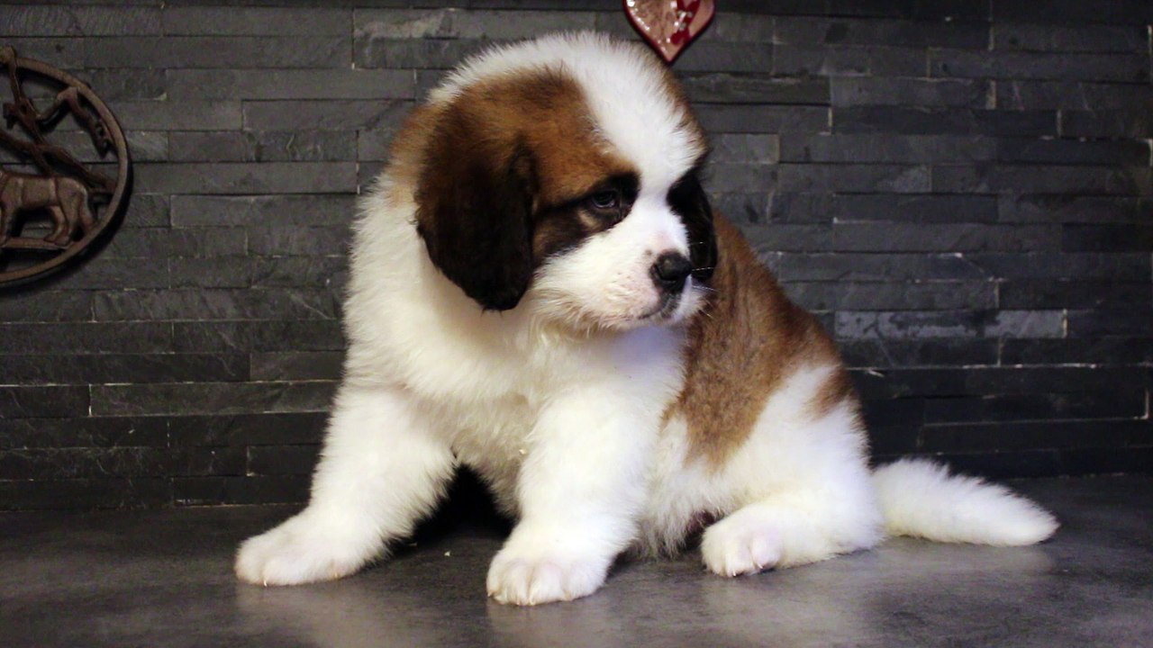 CHUMLEE 6SEMAINES