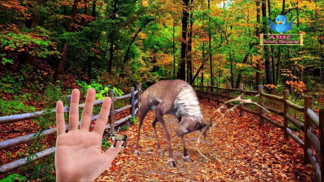 Gummy Gummy Bear Finger Family Song | 3D Pet Dog Farmee Nursery Rhymes | Toddlers Children Rhymes