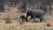 Elephant Stabs and Kills Buffalo