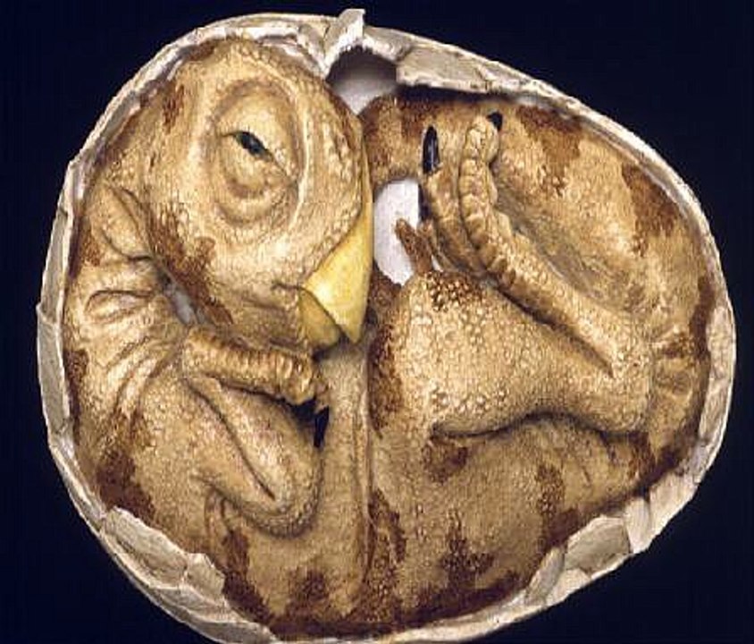 Dinosaur Egg Study