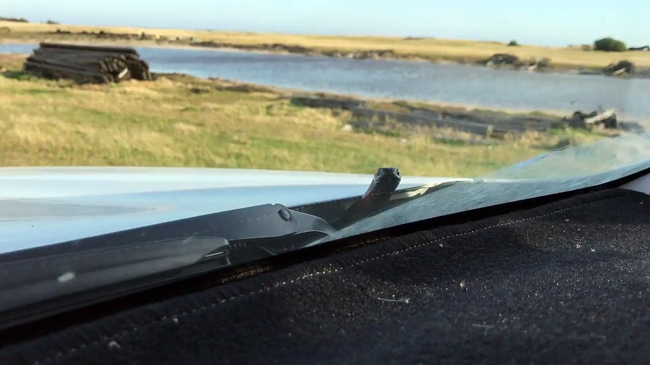 Snake Out For a Drive