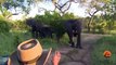 Angry Elephant Charges & Stabs Vehicle While on a LIVE Streaming Safari!!