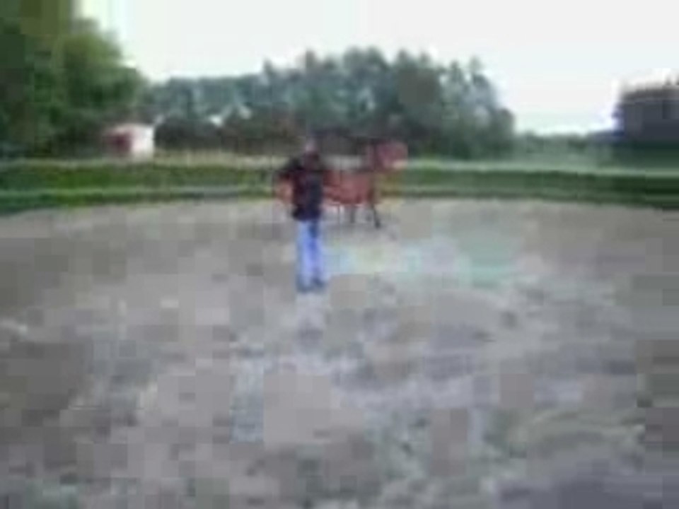 Qalif du parc, un superbe poulain arabe