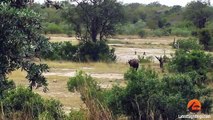 Buffalo Bursts Car s Tire to Chase Lions Away - Latest Wildlife Sightings