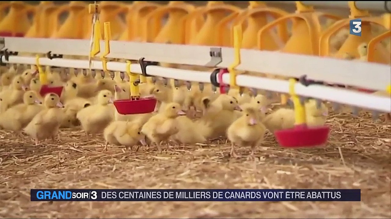 Grippe aviaire : des centaines de milliers de canards vont être abattus
