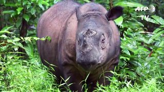 The fight to save Earth's smallest rhino in Sumatra's jungles[1]