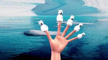 360° Bear Animal Finger Family | Bear Finger Family 3D Cartoon Animation Nursery Rhymes for Children