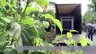 A new manatee comes to the Paris Zoo