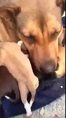 Yavruları kurtarıldığı için duygulanıp ağlayan köpek