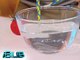 iBilib throwback: How to make a needle float on water