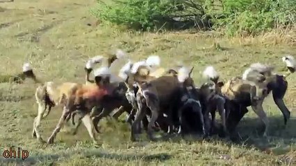 HORROR. Wild dogs eat live warthog