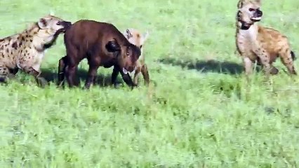 Hyenas Kill Baby Cape Buffalo - Masai Mara