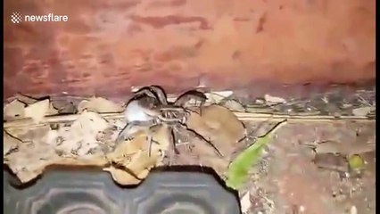 Man finds huge wolf spider carrying an egg sac in his garden